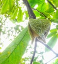 a soursop ovule hangging on the tree Royalty Free Stock Photo