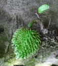 Soursop, Prickly Custard Apple. Annona muricata L.