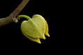 Soursop or Prickly Custard Apple flower. (Annona muricata L.)