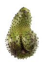 Soursop Prickly Fruit