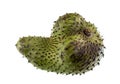 Soursop Prickly Fruit