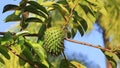 a soursop tree with its fruits hanging from the branches