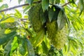 Mature Soursop On Tree