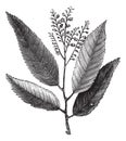 Sourwood or Sorrel Tree or Oxydendrum arboreum, vintage engraving Royalty Free Stock Photo