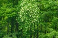 Sourwood Tree in Bloom, Great Smoky Mountains Royalty Free Stock Photo
