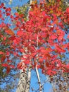 Sourwood tree in fall color Royalty Free Stock Photo