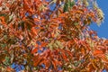 Sourwood tree Oxydendrum arboreum in red leaves and yellow seeds bunch on blue sky . Beautiful rare plant