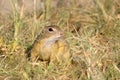Souslik or European Ground Squirrel (Spermophilus Royalty Free Stock Photo