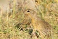 Souslik or European Ground Squirrel (Spermophilus Royalty Free Stock Photo