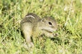 Souslik or European Ground Squirrel (Spermophilus citellus)