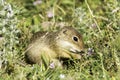 Souslik or European Ground Squirrel (Spermophilus citellus)