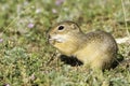 Souslik or European Ground Squirrel (Spermophilus citellus)