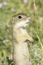 Souslik or European Ground Squirrel (Spermophilus citellus)