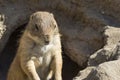 Souslik (ground squirrel) Royalty Free Stock Photo