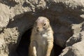 Souslik (ground squirrel) Royalty Free Stock Photo