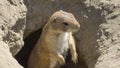 Souslik (ground squirrel) Royalty Free Stock Photo