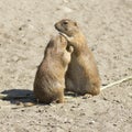 Souslik (ground squirrel) couple Royalty Free Stock Photo