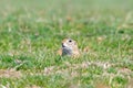 Souslik Spermophilus citellus European ground squirrel in the natural environment