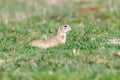 Souslik Spermophilus citellus European ground squirrel in the natural environment