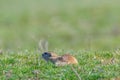 Souslik Spermophilus citellus European ground squirrel in the natural environment