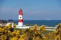 Souter lighthouse seen from the yellow bushes and grass. Royalty Free Stock Photo