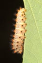 Soutern festoon butterfly caterpillar close-up Royalty Free Stock Photo