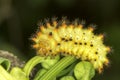 Soutern festoon butterfly caterpillar / Zerynthia polixena Royalty Free Stock Photo