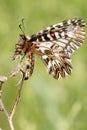 Soutern festoon butterfly resting - seen ventraly Royalty Free Stock Photo