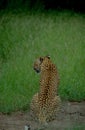 South Africa: The back of a lepard in the high gras of the Kalahari Royalty Free Stock Photo