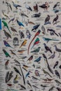 South Africa birds chart for birding enthusiasts