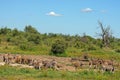 South Africa Bushveld Royalty Free Stock Photo