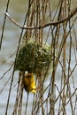 Cape weaver bird