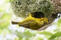 Cape weaver bird