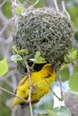 Cape weaver bird