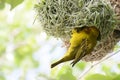 Cape weaver bird