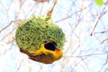 Cape weaver bird