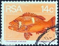 SOUTH AFRICA - CIRCA 1974: A stamp printed in South Africa shows a Roman seabream Chrysoblephus laticeps fish, circa 1974.