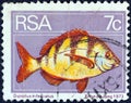 SOUTH AFRICA - CIRCA 1974: A stamp printed in South Africa shows a Zebra seabream Diplodus trifasciatus fish, circa 1974.