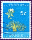 SOUTH AFRICA - CIRCA 1961: A stamp printed in South Africa from the `Republic` issue shows a Baobab tree, circa 1961.