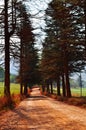 South Africa, East, Mpumalanga province, dirt road, woods, freedom, landscape Royalty Free Stock Photo