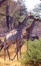 South Africa: Girafs walking through the thick bush in Shamwari Game Reserve Royalty Free Stock Photo