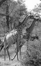 South Africa: Girafs walking through the thick bush in Shamwari Game Reserve near Port Elisabeth Royalty Free Stock Photo