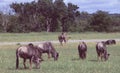 South Africa: A Gnu herd in the bush at Shamwari Game Reserve Royalty Free Stock Photo