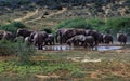 South Africa: A herd of young elephants at Addo Elephant Park, Royalty Free Stock Photo