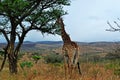 South Africa, Hluhluwe Imfolozi Game Reserve, KwaZulu-Natal Royalty Free Stock Photo