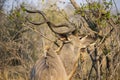 The greater kudu antelope Tragelaphus strepsiceros in bush. Kruger National Park, South Africa