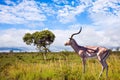 Impala, or black-headed antelope Royalty Free Stock Photo
