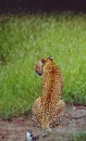 South Africa: Leopard at Shamwari Game Reserve in the Eastern Cape Province Royalty Free Stock Photo