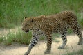 South Africa: A lepard walking on the gravel road