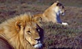South Africa: Lion and Lioness hunting